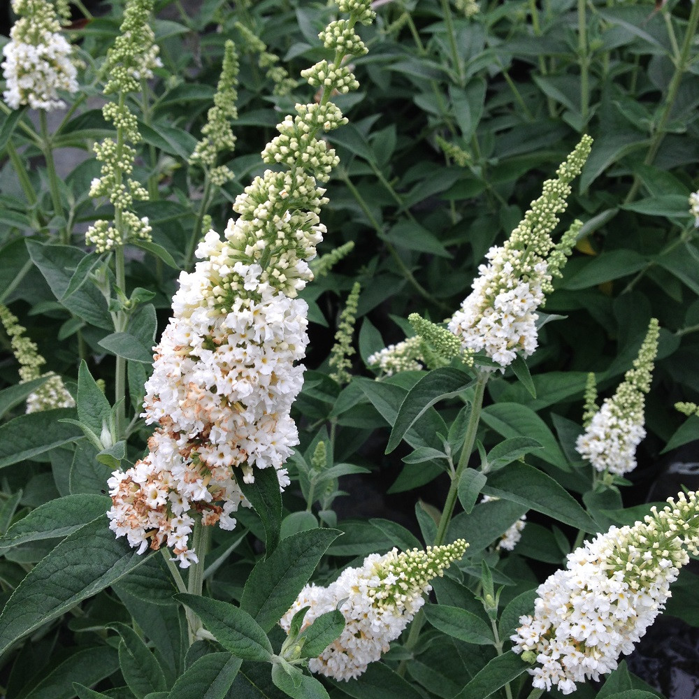 Miss Violet Butterfly Bush 4" pot Buddleia Proven Winners Hirt's Gardens