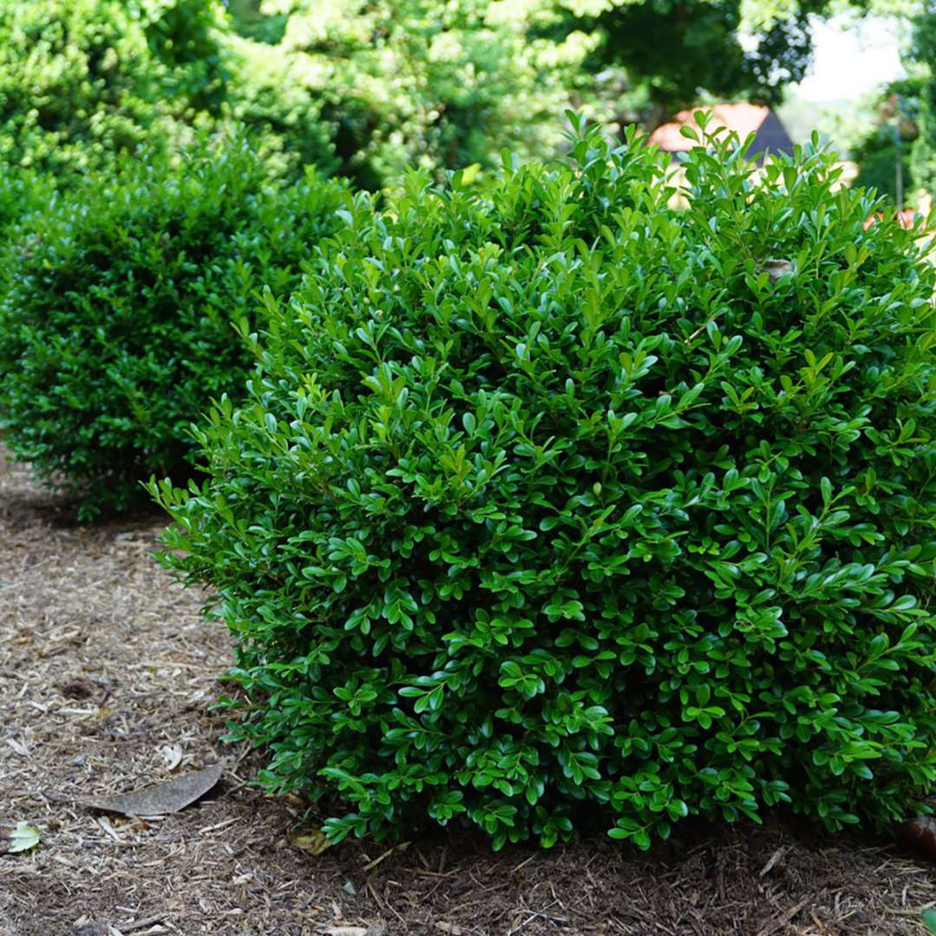 Green Velvet Boxwood Buxus Compact Hedgeshrubbonsai 4 Pot