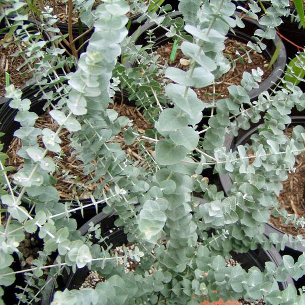 Baby Blue Eucalyptus Tree Herb 20 Seeds Hirt's Gardens