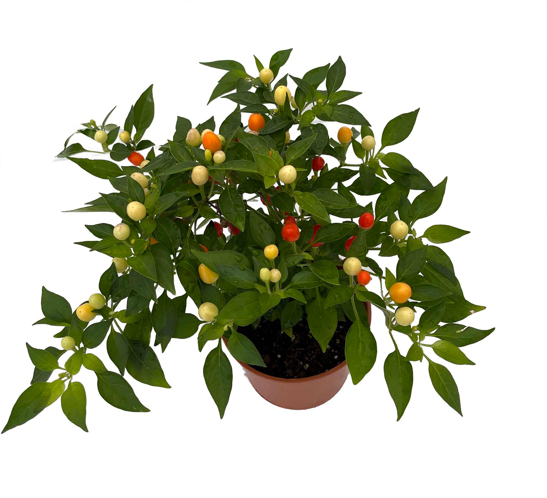 Shop Vegetable Plants for Sale Buy Herbs Online Hirt's Gardens