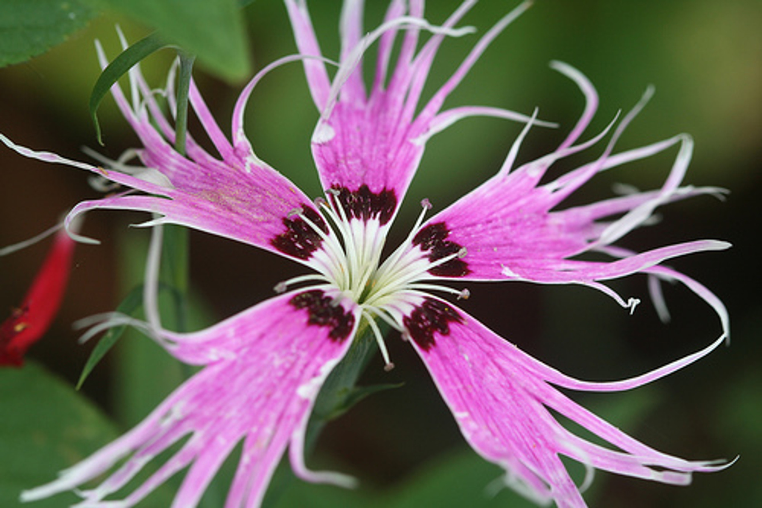 Bearded ‘Spooky Mix’ Dianthus - 100 Seeds - Fringed - Hirt’s Gardens