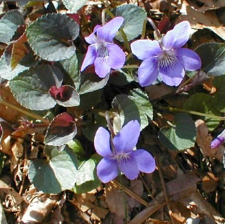 Himalayan Woodland Poppy 25 Seeds Meconopsis villosa Hirt's Gardens