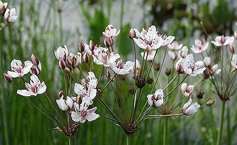 Flowering Rush 20 Seeds Butomus Aquatic Hirt's Gardens