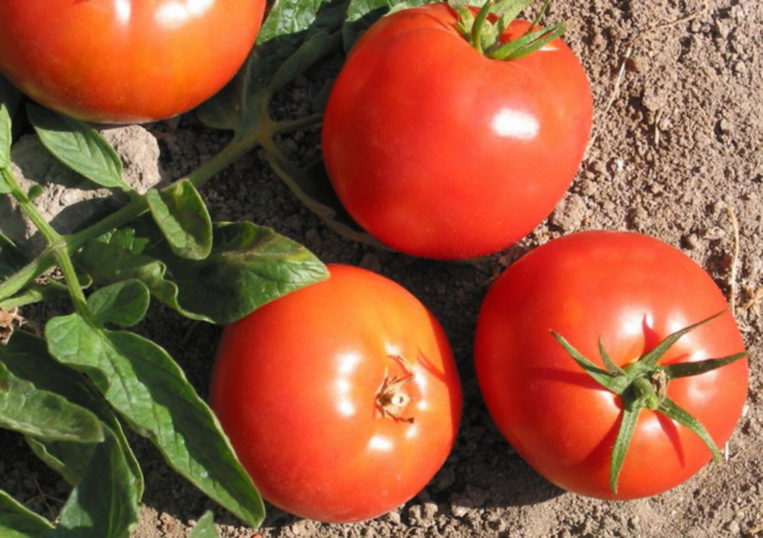 sweetie seedless tomato