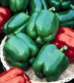 Yolo Wonder Sweet Pepper 20 Seeds Green to Red Hirt's Gardens