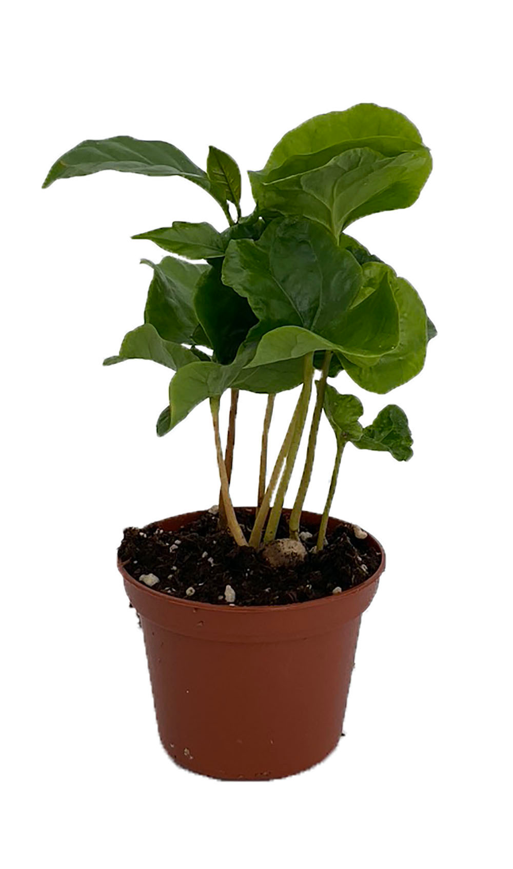 Arabica Coffee Bean Plant 4" Pot Grow & Brew Your Own Coffee Beans