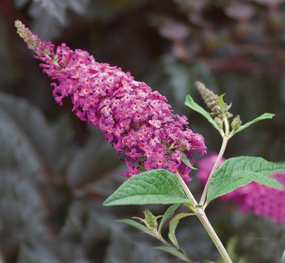 Miss Ruby Butterfly Bush Buddleia Proven Winners 4" Pot Hirt's