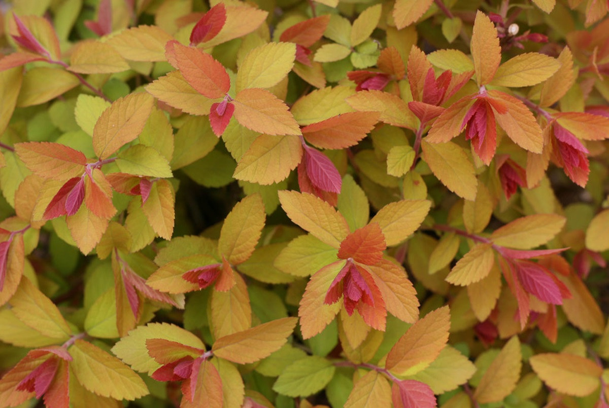 DOUBLE PLAY® CANDY CORN® Spirea 4" pot Proven Winners Hirt's Gardens