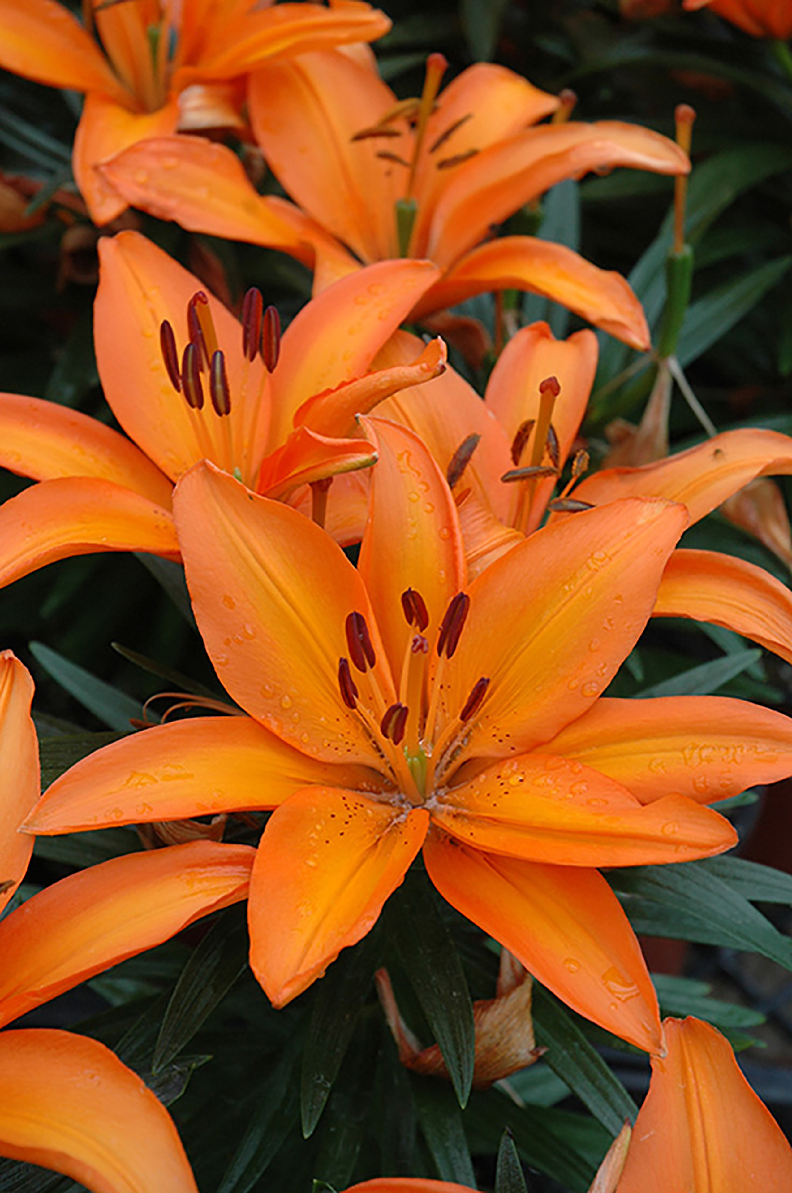 Bird's Beak Cayenne Pepper 20 Seeds Hirt's Gardens