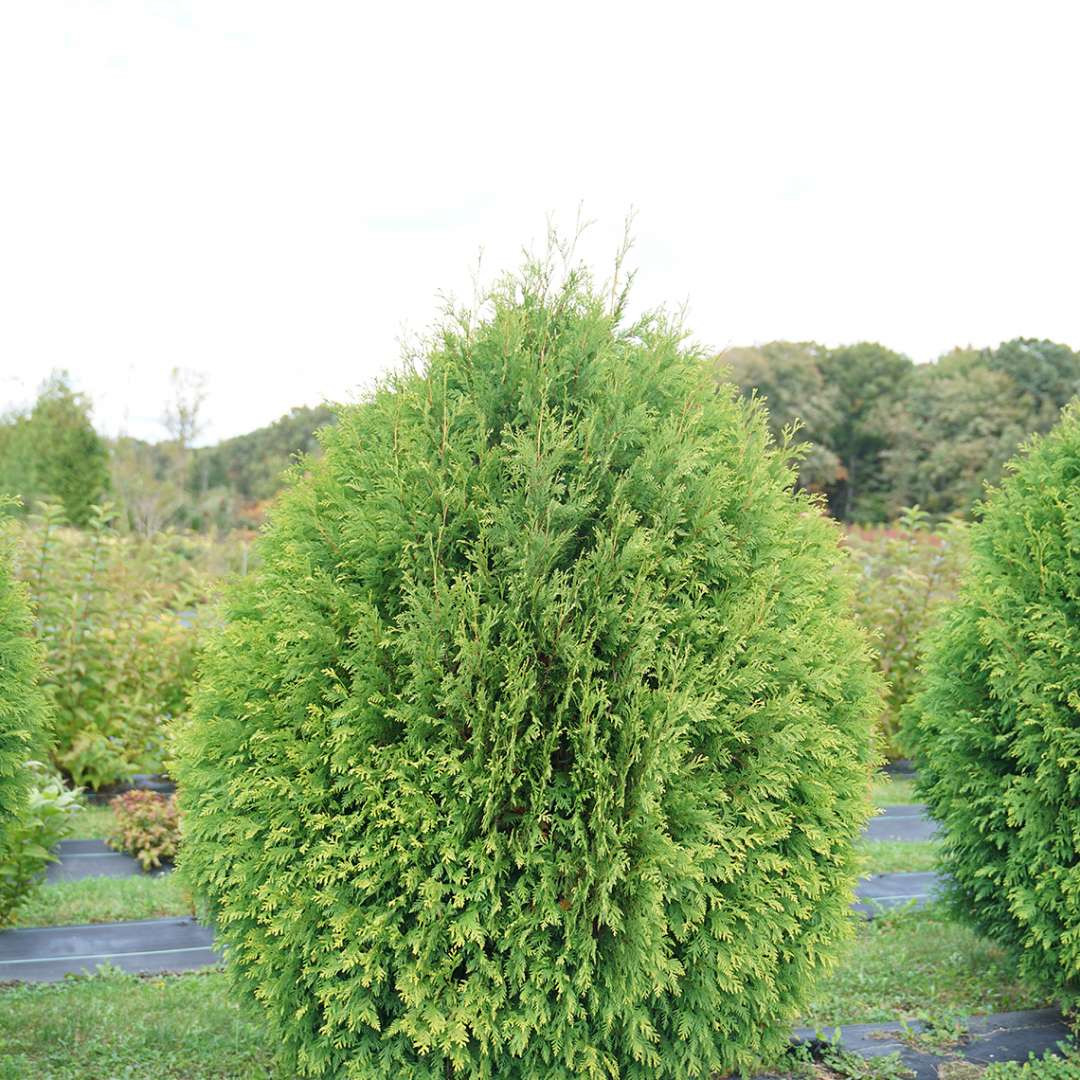 Mr. Bowling Ball 'Linesville' Arborvitae 4" pot Thuja Proven