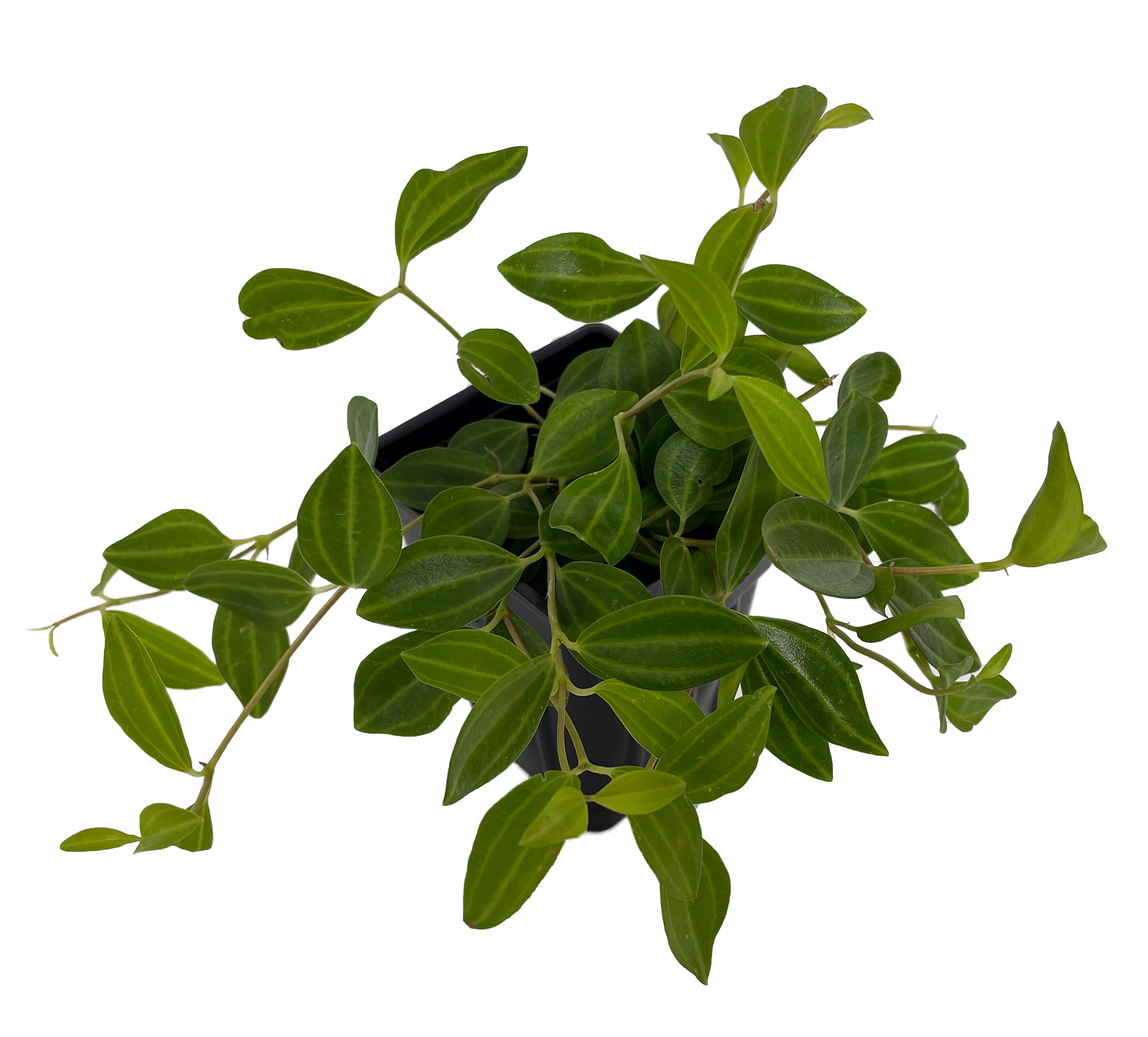 Piccolo Banda Peperomia Peperomia albovittata 4" Pot Easy to Grow