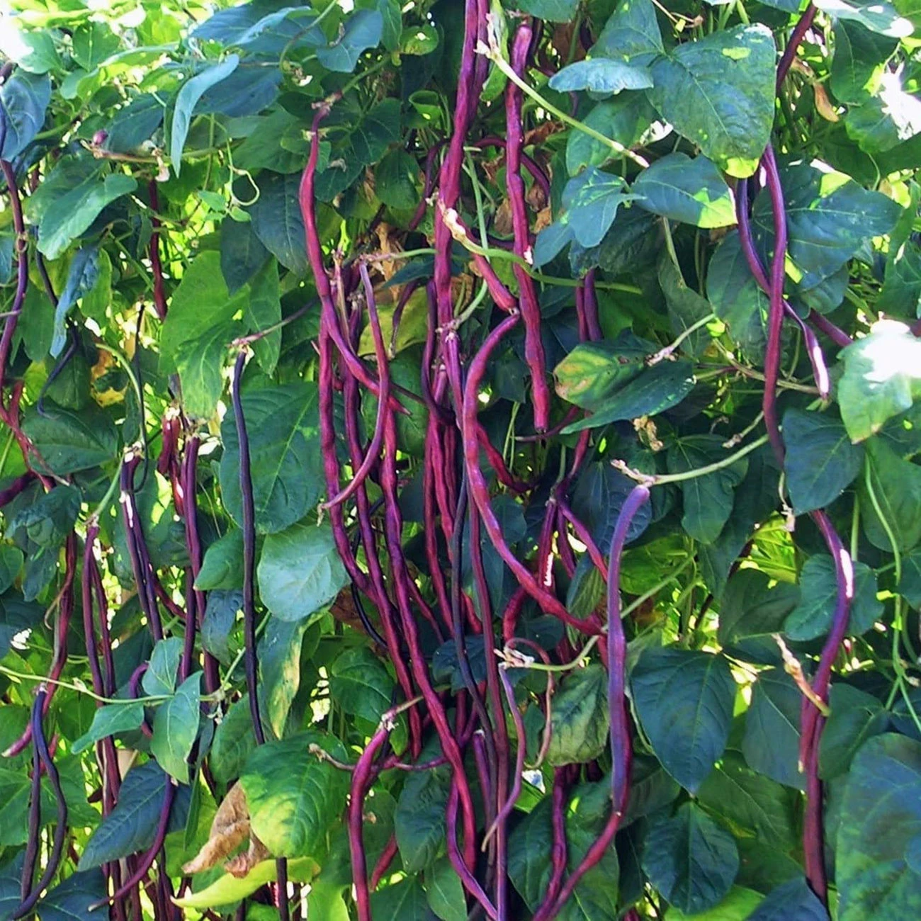 Plant Seeds for Sale Flower & Fruit Seeds Hirt's Gardens