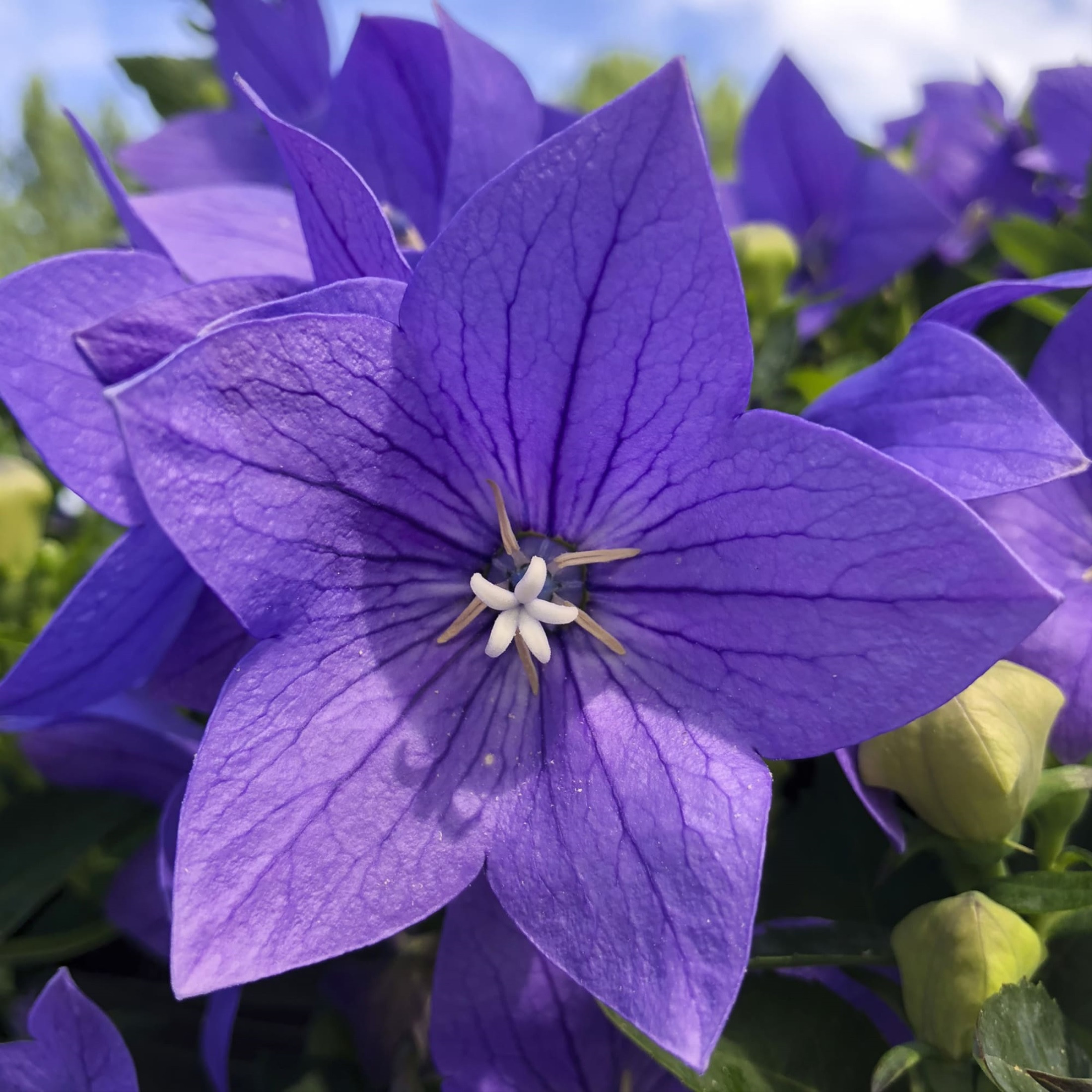 Shop Perennial Plants for Sale Hirt's Gardens