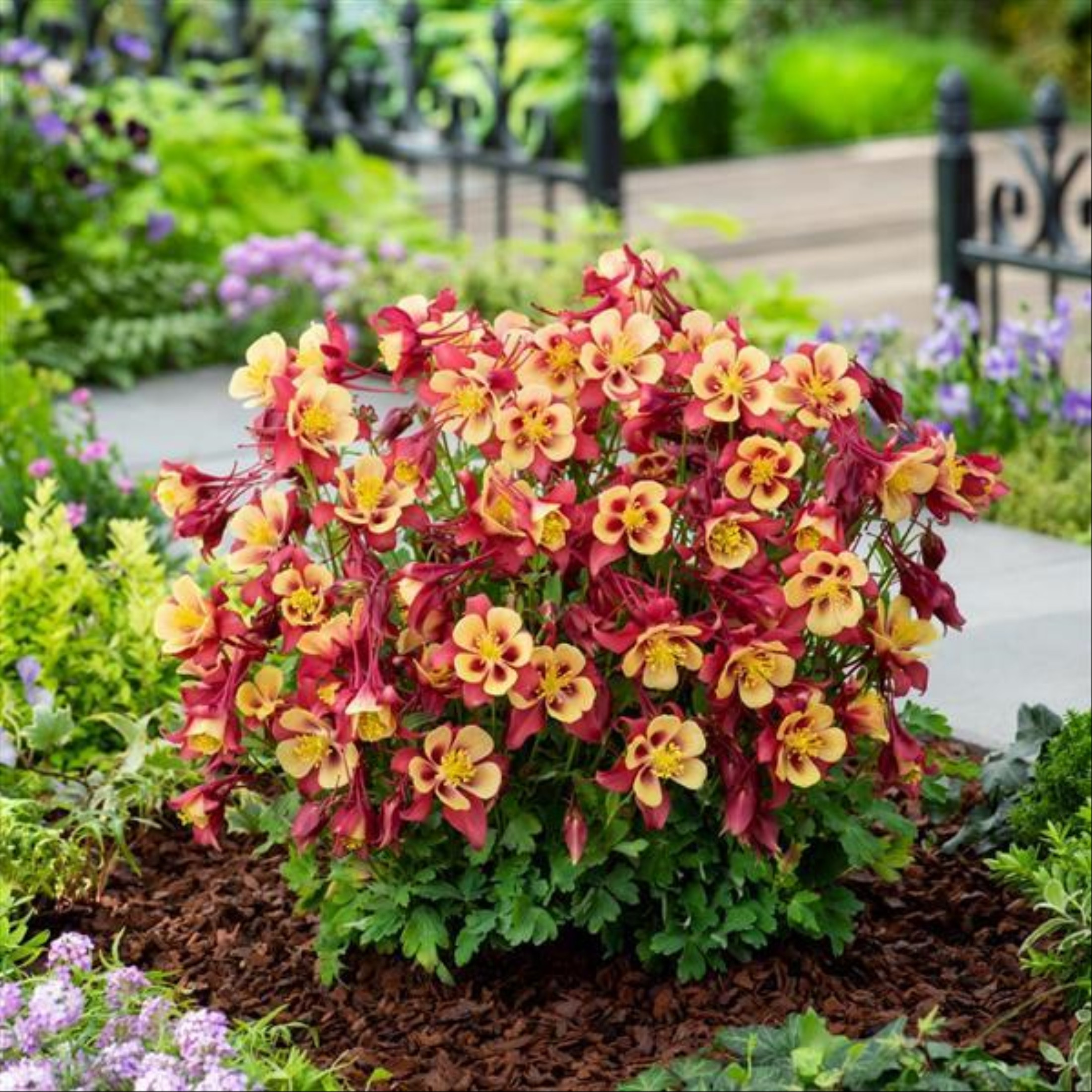 Exciting Perennial Plants For Sale Pictures