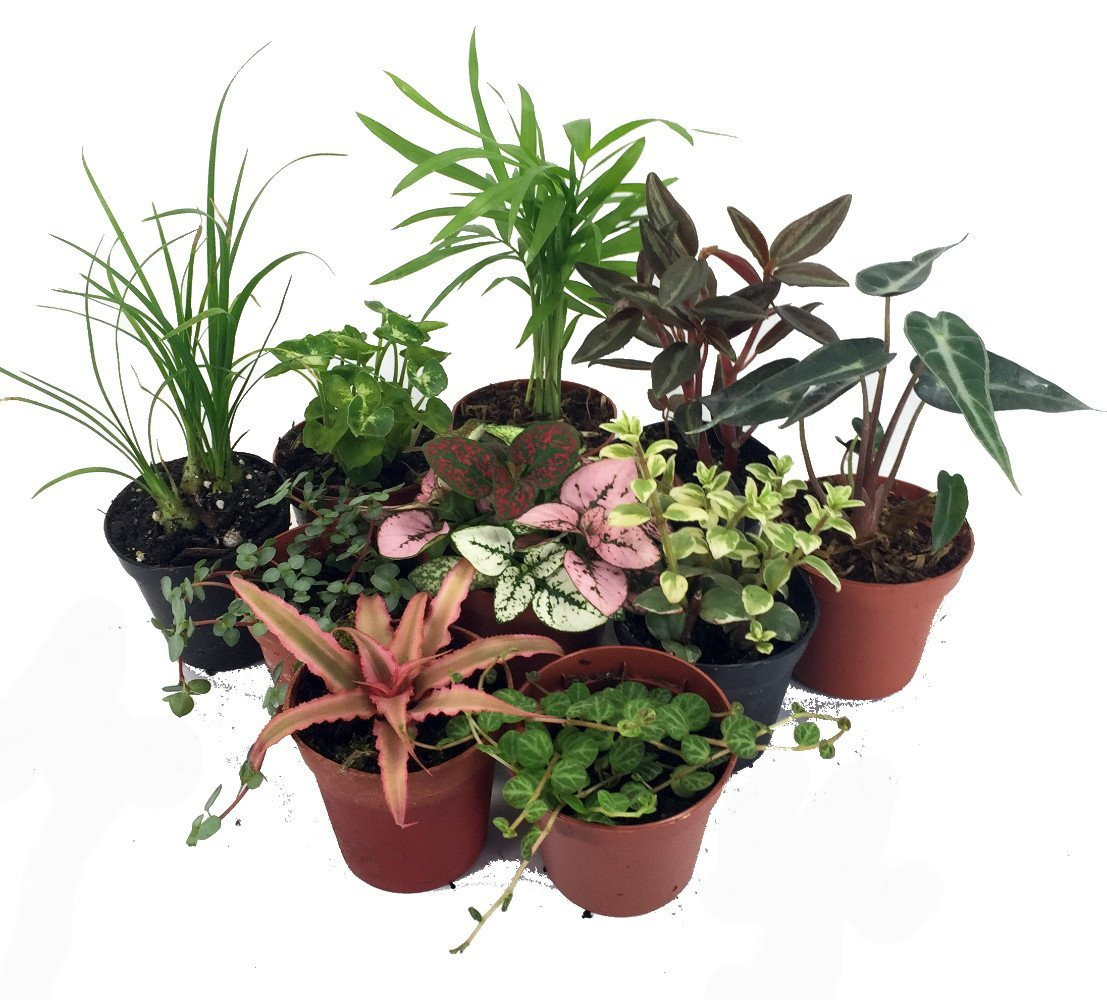 Shop for Plants Online | Perennials, Fruits, Berries | Hirt's Gardens ...