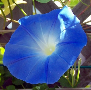 Picotee Blue Morning Glory - 10 Seeds - Easy to Grow! - Hirt's Gardens
