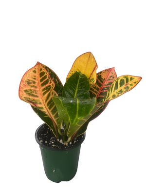 Colorful Croton - 3.5" Pot - Codiaeum Petra