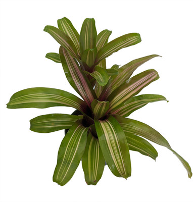 Zoe Vase Plant - Great Houseplant - 4" Pot - Neoregelia