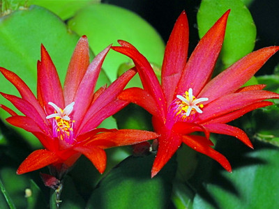 Red Easter Cactus - Rhipsalidopsis gaetneri  - 6" Pot