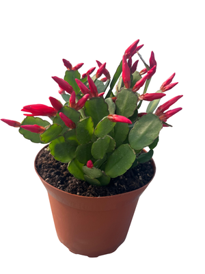 Red Easter Cactus - Rhipsalidopsis gaetneri  - 6" Pot