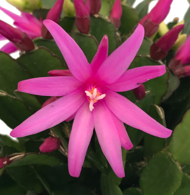 Pink Easter Cactus - Rhipsalidopsis - 4" Pot