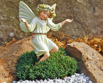 Blue Stone Dianthus - Fragrant/Hardy Groundcover - Fairy Garden Plant - 2.5" Pot