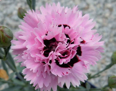 Early Bird™ Fizzy Dianthus - Cottage Pinks - Fragrant/Hardy Groundcover -Quart Pot