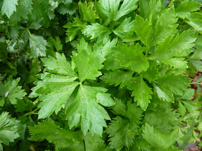 Cutting Celery Herb - Leaf Celery - Indoors/Out/Winter - Live Plant - 3" Pot