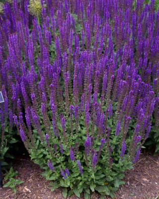 East Friesland Salvia - Meadow Sage - Deep Blue - DWARF - Quart Pot