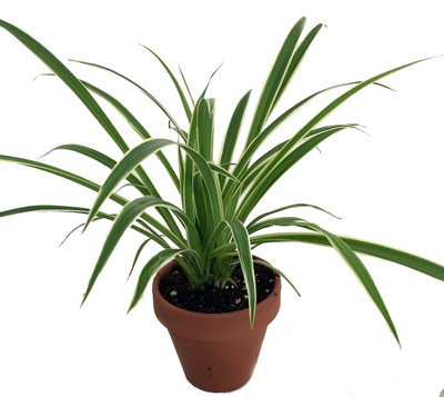 Hirt's Reverse Variegated Spider Plant - 4" Clay Pot for Better Growth - Cleans the Air