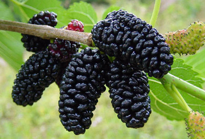 Everbearing Dwarf Mulberry Plant - Morus nigra - 6" Pot - Sweet Fruit