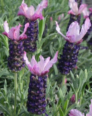 Blueberry Ruffles Butterfly Lavender Herb - Perennial - Live Plant - 3" Pot