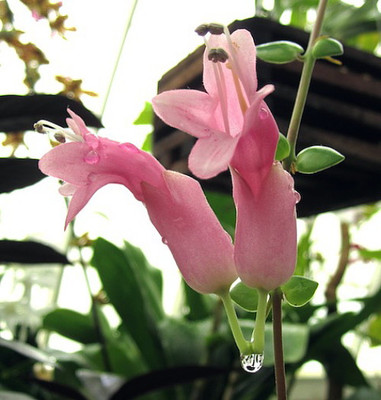 Thai Pink Lipstick Plant - 4" Mini Hanging Basket - Aeschynanthus