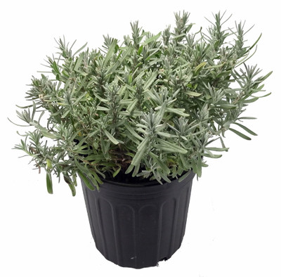 Munstead Lavender Herb - Perennial - Live Plant - Gallon Pot