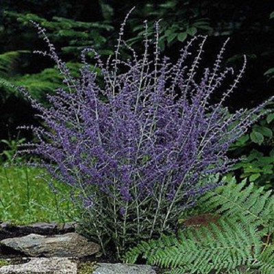 Russian Sage Plant - Perovskia atriplicifolia - Live Plant - Quart Pot