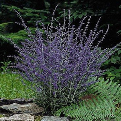Russian Sage Plant - Perovskia atriplicifolia - Live Plant - Quart Pot