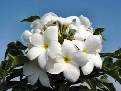 Bridal Bouquet Plumeria pudica Plant - Frangipani - 4" pot