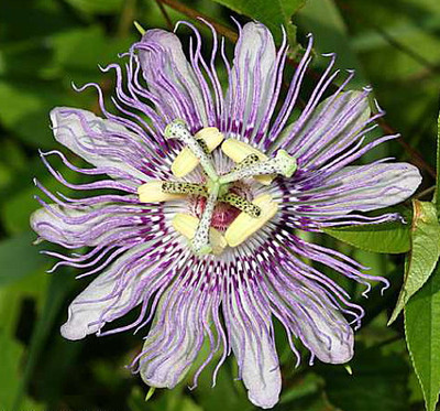 Maypop Hardy Passion Flower - Passiflora incarnata - 4" Pot