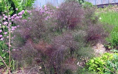 Bronze Fennel - Perennial Herb - Live Plant -4" Pot