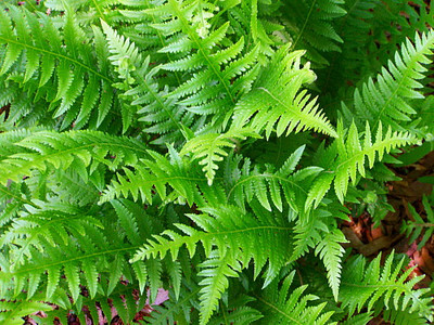 Japanese Beech Hardy Fern - Thelypteris decursive-pinnata - Quart Pot