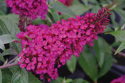 BUZZ™ Hot Raspberry Butterfly Bush - Compact - Heavy Blooms -Gallon Pot-Buddleia