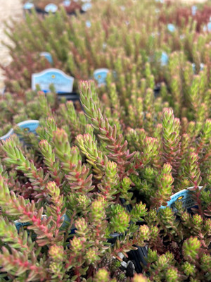 Red Wiggle Stonecrop Perennial - Sedum - Loves the Sun - Live Plant - Quart Pot