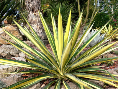 Color Guard Yucca Plant - Adam's Needle - 2.5" Pot - Low Maintenance