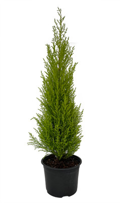Lemon Scented Goldcrest Cypress Tree - Indoors/Out - 6" Pot