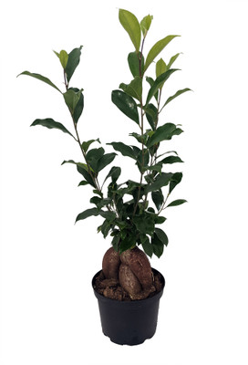 Chinese Banyan Tree - Green Island Weeping Fig Tree - Ficus - 6" Pot