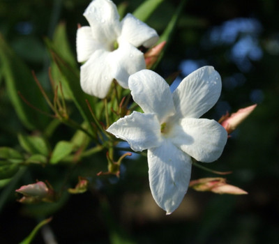 Hirt's Poet's Jasmine 6" Pot - Jasminum officinale - Very Fragrant