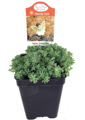 Frosted Blue Sedum - Loves the Sun - 2.5" Pot - Fairy Garden Plant or Outdoors