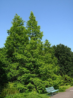 Dawn Redwood Tree - Metasequioia - Living Fossil - 4" Pot