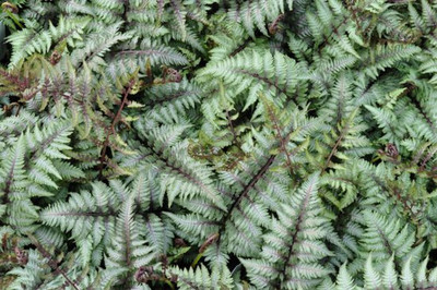 Japanese Painted Fern - Athyrium - Shade Lover - Hardy - Quart Pot