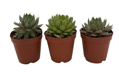 Hens & Chicks - 3 Different Plants - Sempervivum - Great House Plant - 2" Pots